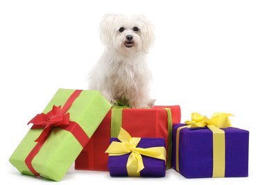 Maltese terrier with gift boxes.