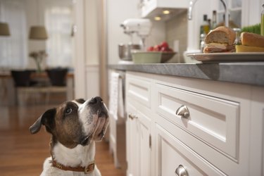 Dog in kitchen looking at food on counter