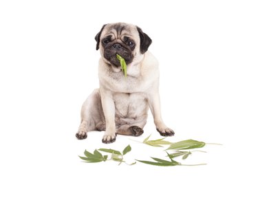sweet pug puppy dog sitting and eating Cannabis sativa weed leaves, on white background