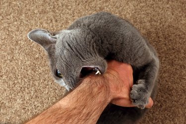 gray cat biting owner's hand