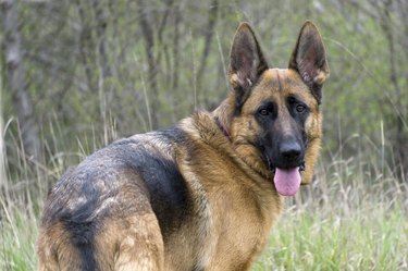 Female german shepherd dog