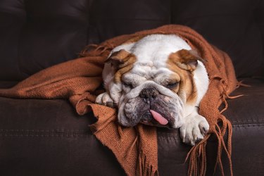 English Bulldog under blanket on couch