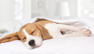 Beagle dog sleeping at home on the bed