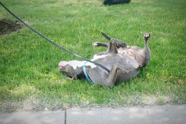 American Pit Bull Terrier Scratching On Grassy Field