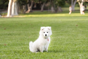 Cute puppy looking at camera