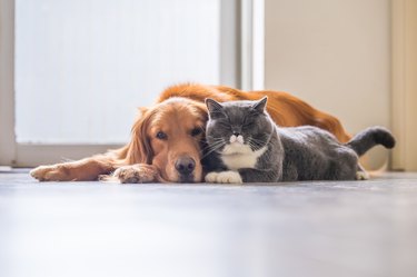 Golden retriever and British short hair cat lying on floor together