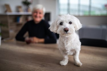 Cute Maltese dog looking at camera