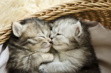 Cute tabby kittens sleeping and hugging