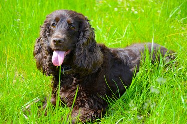 Black store spaniel breeds