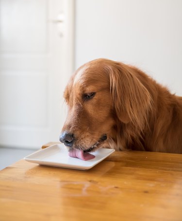 Golden Retriever dog is licking clean dishes