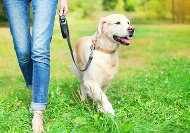 Owner walking with Golden Retriever dog together in park