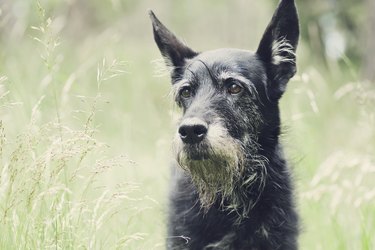 is it safe to neuter an older male dog