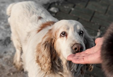A large white dog with brown spots sniffing the person's hand
