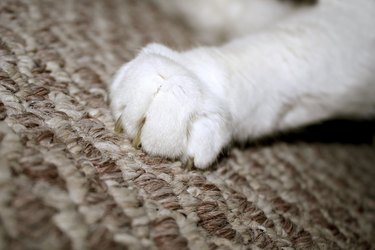 Cat pulling shop up carpet door