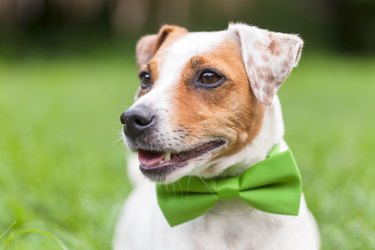 Portrait Of A Jack Russell Terrier Dog wearing a bowtie
