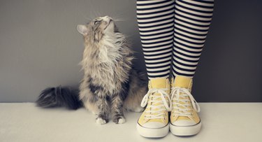 Cat next to human legs with yellow shoes