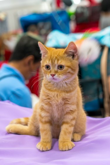 redhead young kitten at the exhibition