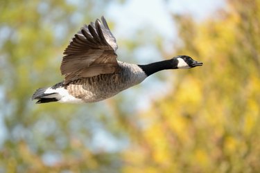 Canada Goose, Branta canadensis