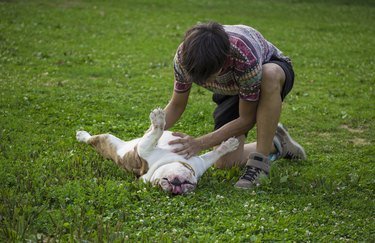 Owner rubbing his dog's belly, in grass.