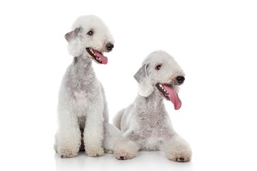 Bedlington terrier dogs