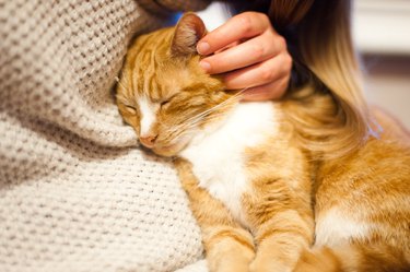 Ginger cat being stroked by their human.