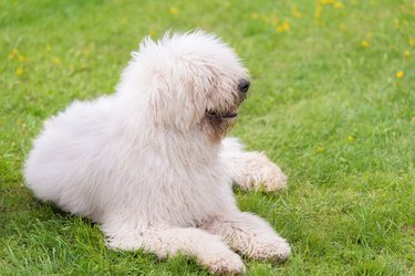 Hungarian komondor dogs in the park