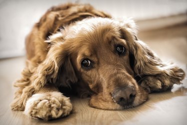 Cocker Spaniel Laying down