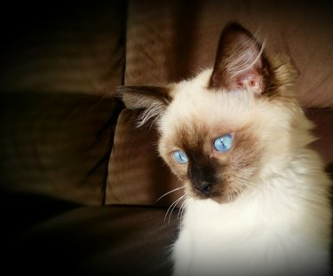Blue Eyed Kitten