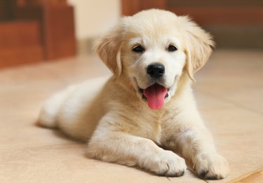 Golden Labrador retriever puppy