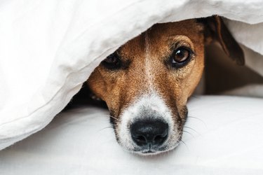 Close-Up Portrait Of Dog Below Blanket On Bed At Home