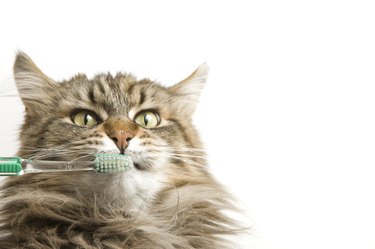 Maine Coon Cat Dental Hygiene.