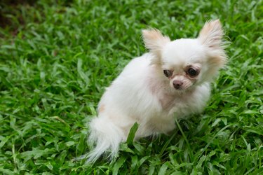 white chihuahua small cute dog, pet wound on neck