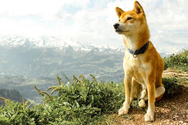 Dog Sitting On Mountain Against Sky