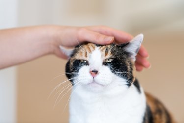 Closeup of calico cat, female person, woman one hand, fingers, petting, stroking, touching head, happy, bliss, closing eyes