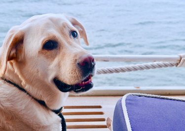 Labrador Retriever on a Ship