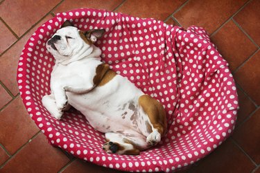 Bulldog sleeping on back in red and white polka dot bed