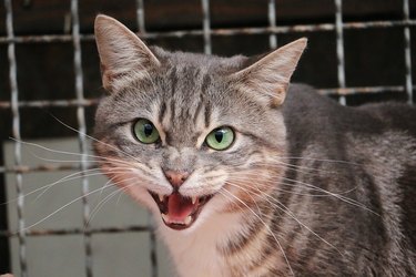 angry hissing gray cat