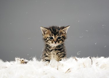 Kitten surrounded by feathers