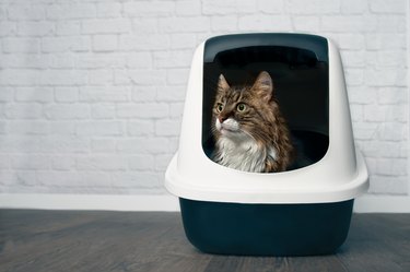 Young Maine Coon cat sitting in a closed llitter box and looking sideways.