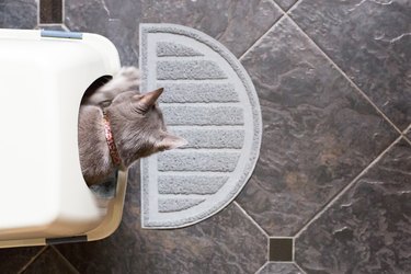 A cat using a litterbox