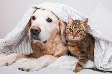 Happy young golden retriever dog and cute mixed breed tabby cat under cozy  plaid. Animals warms under gray and white blanket in cold winter weather. Friendship of pets. Pets care concept.