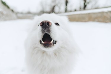 Portrait of white dog in the snow