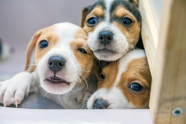 Close-Up Portrait Of Puppies At Home