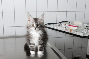 Portrait of kitten sitting on table at vet clinic