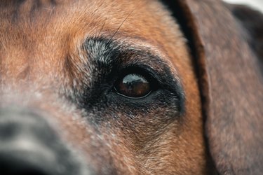 Close-up of a Rhodesian Ridgeback dog's eye.