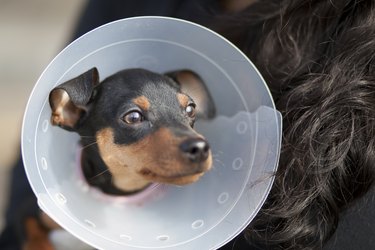 Miniature Pinscher with Cone