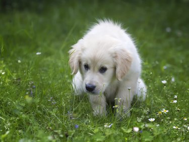 Potty training for golden retriever puppy