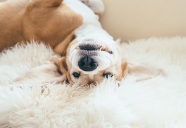 Funny beagle dog portrait