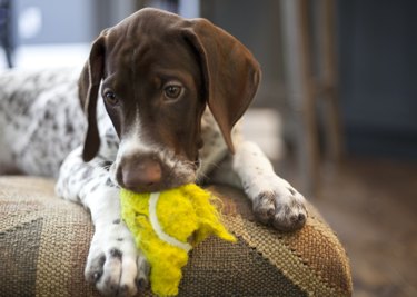 Puppy with ball