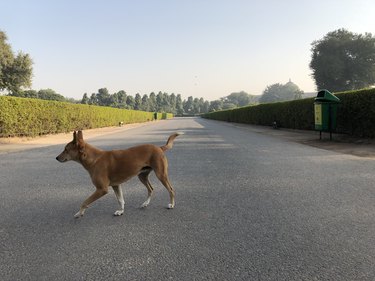 dog running in street with landscape behind